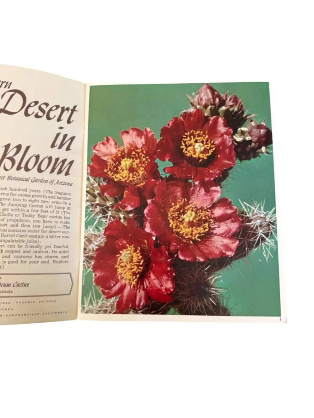 The Southwestern Desert In Bloom Cactus Guide Full Color Photographs Booklet VTG